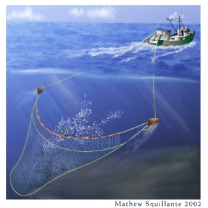 METHODS FOR INVESTIGATING THE MORTALITY OF FISH  ESCAPING FROM TOWED FISHING 