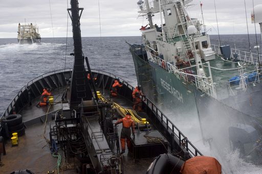 La pesca minaccia i pesci dell’Antartide