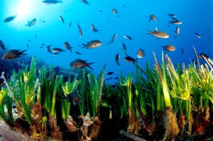 Al via Balmas, il progetto per preservare l’ecosistema marino dell’Adriatico