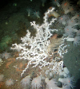 La barriera corallina profonda del Mediterraneo