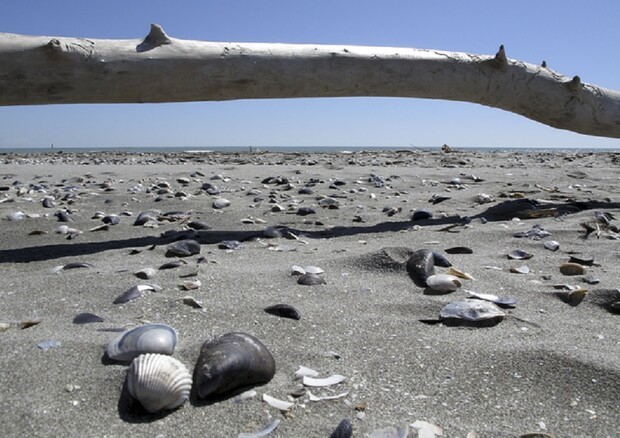 La resilienza degli ecosistemi dell'Adriatico e l'impatto dell'attività umana sulle aree costiere 