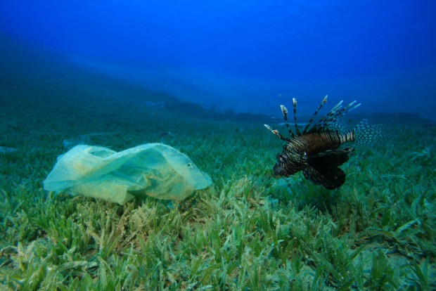 La silenziosa invasione delle specie aliene artificiali