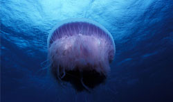 Mare invaso dalle meduse, in agguato la Drymonema da 80 cm