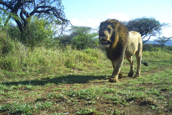 Mesocarnivore community structuring in the presence of Africa's apex predator