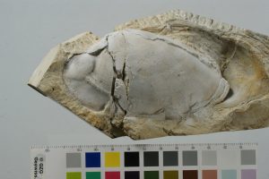 Nuovo bivalve fossile riceve il nome del prof. emeritus di scienze geologiche Paul Aharon