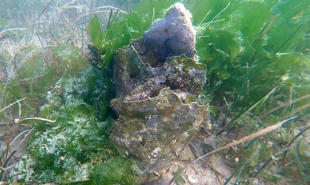 Emergenza Pinna nobilis in Laguna di Venezia