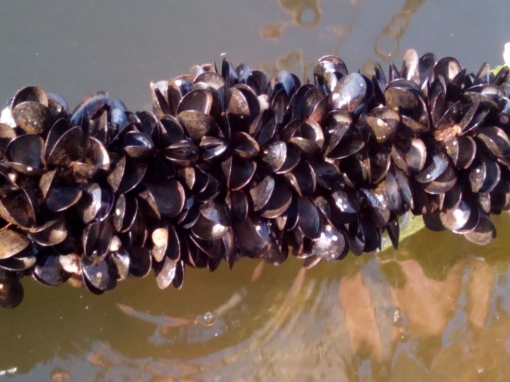 Puglia, è allarme per la moria di cozze e vongole nel Lago di Varano