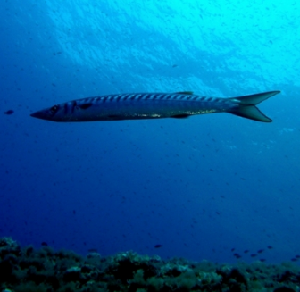 Un mare alieno: l’invasione silenziosa