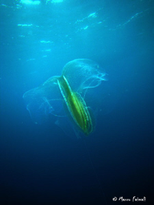 At Geo Magazine (RAI 3) An in-depth on the first episode on jellyfish.