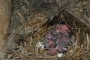 Decomposing fecundity and evaluating demographic influence of multiple broods in a migratory bird