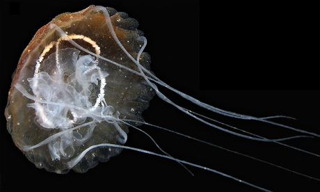 New jellyfish species identified in Gulf of Venice 