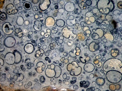 Forams4_(1024_x_768).jpg