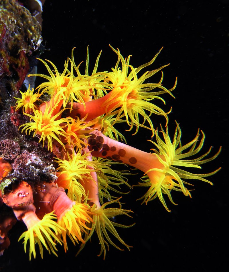 Esacoralli