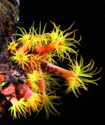 Esacoralli