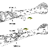 Schema del posizionamento di un Bycatch Reducer Device su una rete da traino e relativo funzionamento