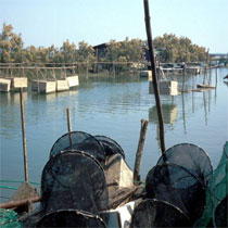 Fisheries and aquaculture