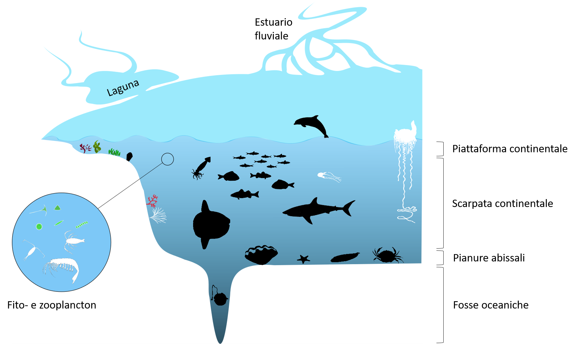 Ecosistemi e biogeochimica